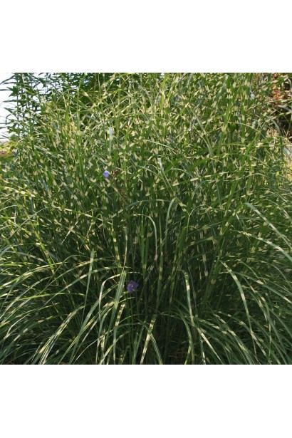 Сорт `Літл Зебра` — ідеальний злак для невеликих ділянок